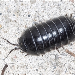 Armadillidium vulgare at Melba, ACT - 12 Sep 2024