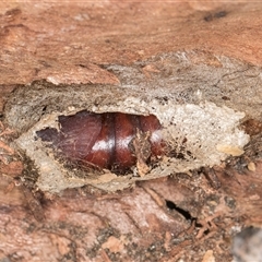 Lepidoptera unclassified IMMATURE (caterpillar or pupa or cocoon) at Bruce, ACT - 13 Sep 2024 by kasiaaus