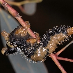 Perginae sp. (subfamily) (Unidentified pergine sawfly) at Bruce, ACT - 13 Sep 2024 by kasiaaus