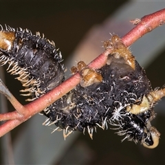 Perginae sp. (subfamily) at Bruce, ACT - 13 Sep 2024