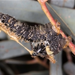 Perginae sp. (subfamily) at Bruce, ACT - 13 Sep 2024