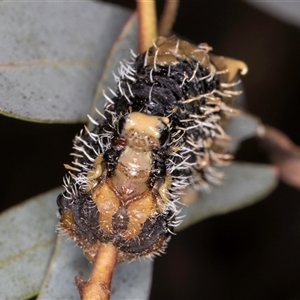 Perginae sp. (subfamily) at Bruce, ACT - 13 Sep 2024