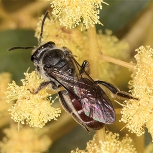 Lasioglossum (Parasphecodes) sp. (genus & subgenus) at Bruce, ACT - 13 Sep 2024