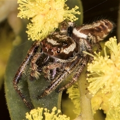 Opisthoncus sp. (genus) (Opisthoncus jumping spider) at Bruce, ACT - 13 Sep 2024 by kasiaaus