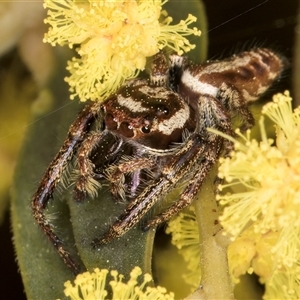 Opisthoncus sp. (genus) at Bruce, ACT - 13 Sep 2024 10:38 AM