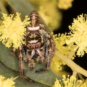 Opisthoncus sp. (genus) at Bruce, ACT - 13 Sep 2024 10:38 AM