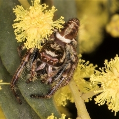 Opisthoncus sp. (genus) at Bruce, ACT - 13 Sep 2024 10:38 AM