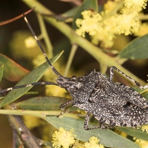 Alcaeus varicornis at Bruce, ACT - 13 Sep 2024 10:40 AM