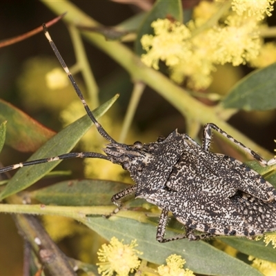 Alcaeus varicornis (Acacia shield bug) at Bruce, ACT - 13 Sep 2024 by kasiaaus