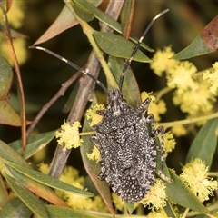 Alcaeus varicornis at Bruce, ACT - 13 Sep 2024 10:40 AM