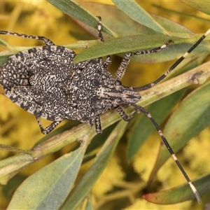 Alcaeus varicornis at Bruce, ACT - 13 Sep 2024 10:40 AM