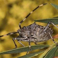 Alcaeus varicornis at Bruce, ACT - 13 Sep 2024 10:40 AM