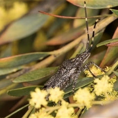 Alcaeus varicornis at Bruce, ACT - 13 Sep 2024