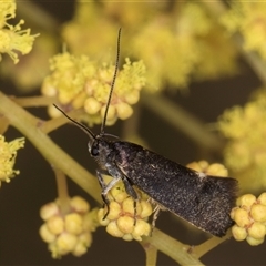 Leistomorpha brontoscopa (A concealer moth) at Bruce, ACT - 13 Sep 2024 by kasiaaus