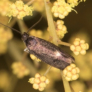 Leistomorpha brontoscopa at Bruce, ACT - 13 Sep 2024