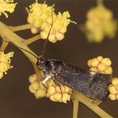 Leistomorpha brontoscopa at Bruce, ACT - 13 Sep 2024