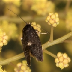 Leistomorpha brontoscopa at Bruce, ACT - 13 Sep 2024