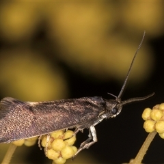 Leistomorpha brontoscopa at Bruce, ACT - 13 Sep 2024 10:46 AM