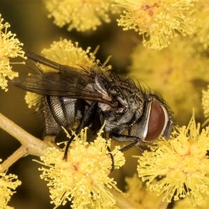 Exorista sp. (genus) at Bruce, ACT - 13 Sep 2024 10:48 AM