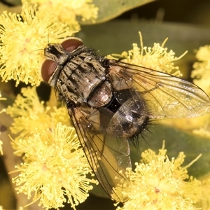 Exorista sp. (genus) at Bruce, ACT - 13 Sep 2024 10:48 AM