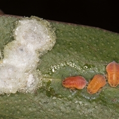 Glycaspis sp. (genus) (Unidentified sugary lerp) at Bruce, ACT - 13 Sep 2024 by kasiaaus