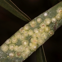 Glycaspis sp. (genus) at Bruce, ACT - 13 Sep 2024