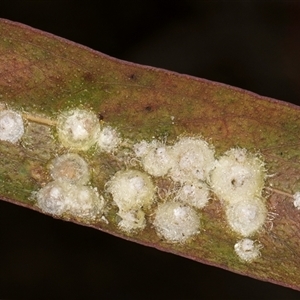 Glycaspis sp. (genus) at Bruce, ACT - 13 Sep 2024