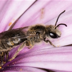 Lasioglossum (Chilalictus) lanarium (Halictid bee) at Melba, ACT - 13 Sep 2024 by kasiaaus