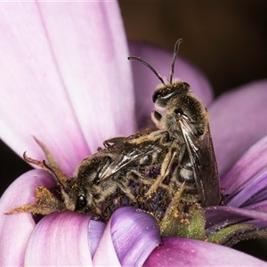 Lasioglossum (Chilalictus) lanarium at Melba, ACT - 13 Sep 2024