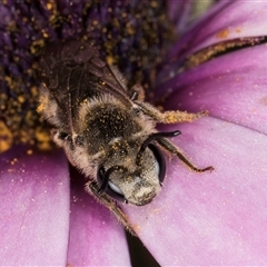 Lasioglossum (Chilalictus) lanarium at Melba, ACT - 13 Sep 2024