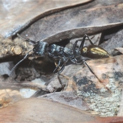 Myrmecia piliventris (Golden tail bull ant) at Denman Prospect, ACT - 13 Sep 2024 by Harrisi