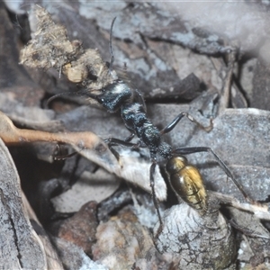 Myrmecia piliventris at Denman Prospect, ACT - 13 Sep 2024 02:54 PM