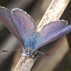 Erina sp. (genus) (A dusky blue butterfly) at Denman Prospect, ACT - 13 Sep 2024 by Harrisi