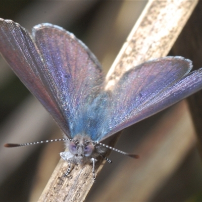 Erina sp. (genus) (A dusky blue butterfly) at Denman Prospect, ACT - 13 Sep 2024 by Harrisi