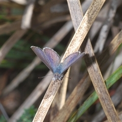 Erina sp. (genus) at Denman Prospect, ACT - 13 Sep 2024