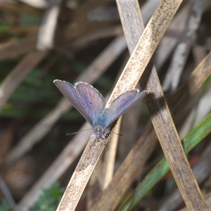 Erina sp. (genus) at Denman Prospect, ACT - 13 Sep 2024 03:08 PM