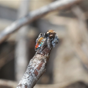 Maratus calcitrans at Denman Prospect, ACT - suppressed