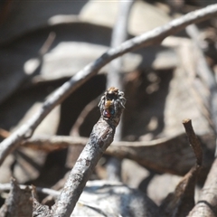 Maratus calcitrans at Denman Prospect, ACT - 13 Sep 2024