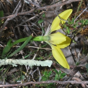 Diuris chryseopsis at Denman Prospect, ACT - suppressed