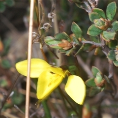 Diuris chryseopsis at Denman Prospect, ACT - suppressed