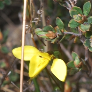 Diuris chryseopsis at Denman Prospect, ACT - suppressed