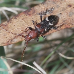 Unidentified Longhorn beetle (Cerambycidae) at Strathnairn, ACT - 13 Sep 2024 by Harrisi