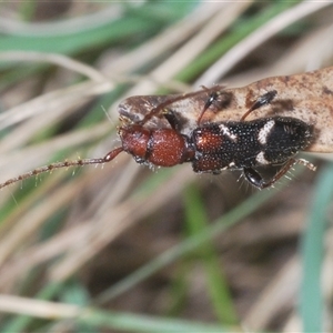 Ectosticta cleroides at Strathnairn, ACT - 13 Sep 2024 05:07 PM