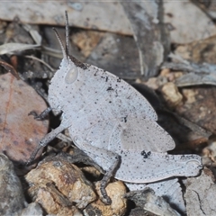 Goniaea australasiae (Gumleaf grasshopper) at Strathnairn, ACT - 13 Sep 2024 by Harrisi