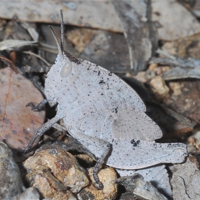 Goniaea australasiae (Gumleaf grasshopper) at Strathnairn, ACT - 13 Sep 2024 by Harrisi