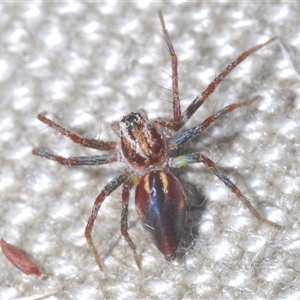 Oxyopes sp. (genus) at Strathnairn, ACT - 13 Sep 2024 05:08 PM