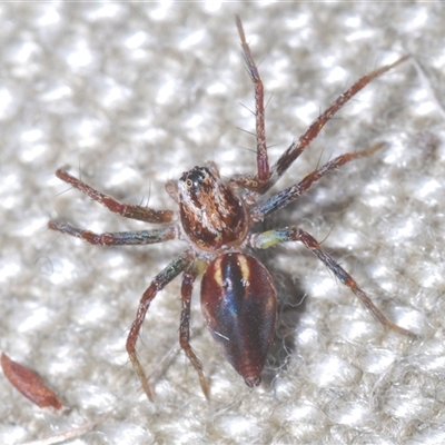 Oxyopes sp. (genus) (Lynx spider) at Strathnairn, ACT - 13 Sep 2024 by Harrisi