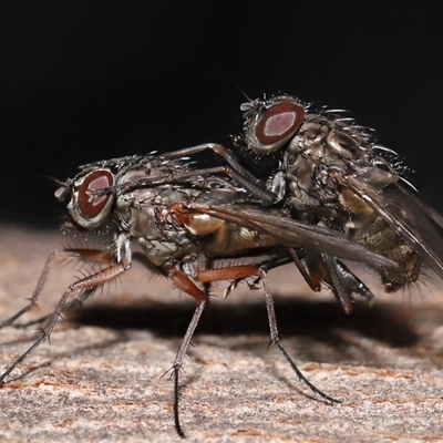 Unverified True fly (Diptera) at Yarralumla, ACT - 7 Jul 2024 by TimL