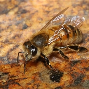 Apis mellifera at Tharwa, ACT - 10 Aug 2024