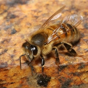 Apis mellifera at Tharwa, ACT - 10 Aug 2024